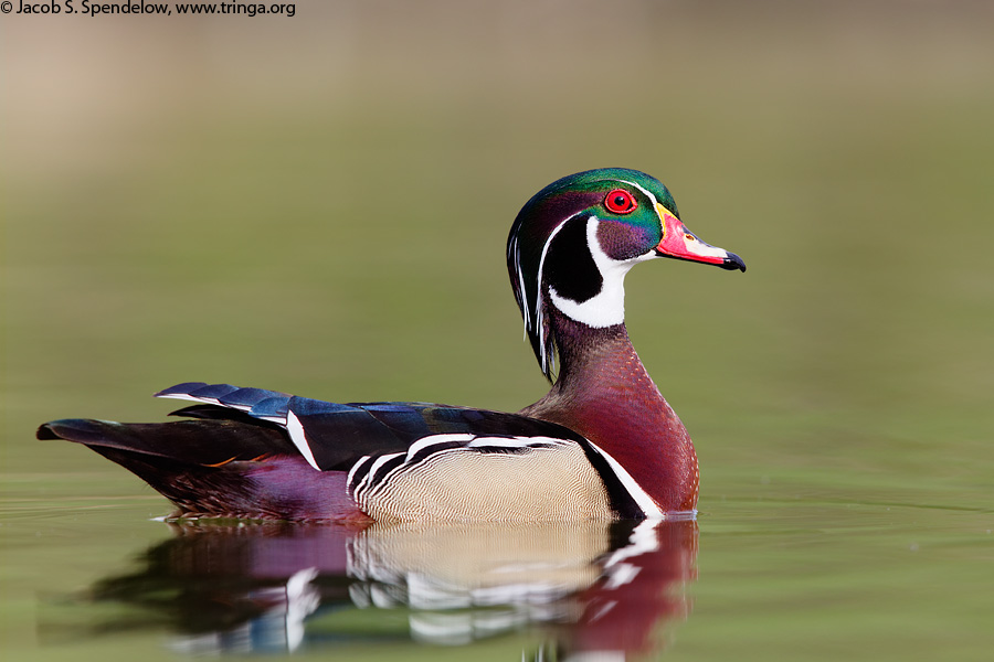 Wood Duck