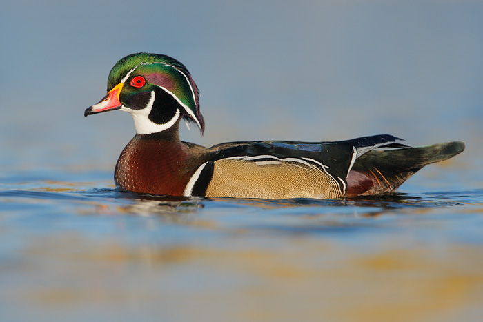 Wood Duck