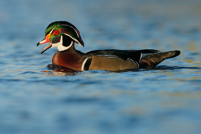 Wood Duck