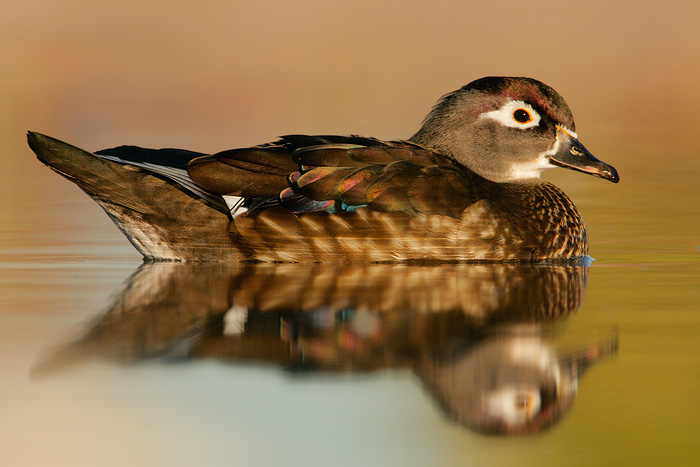 Wood Duck