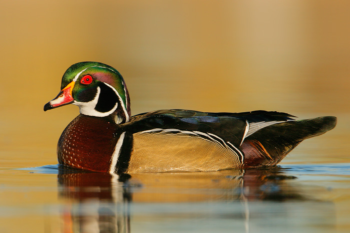 Wood Duck