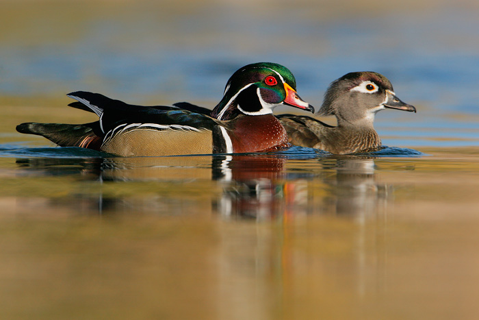 Wood Duck