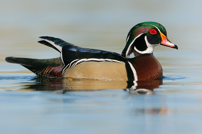 Wood Duck