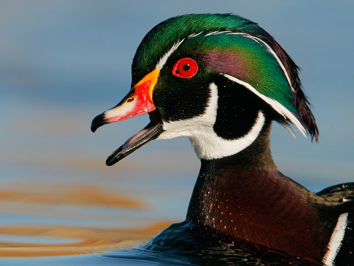 Wood Duck