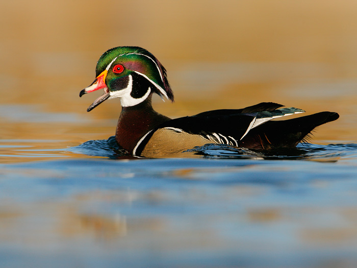 Wood Duck