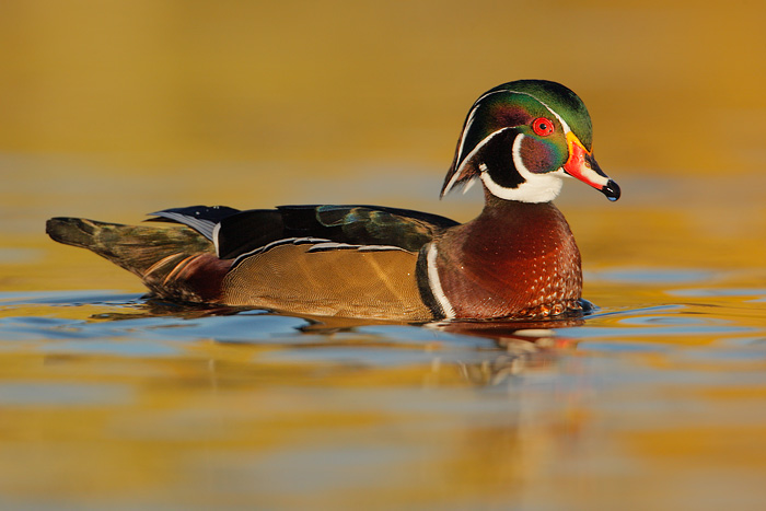 Wood Duck