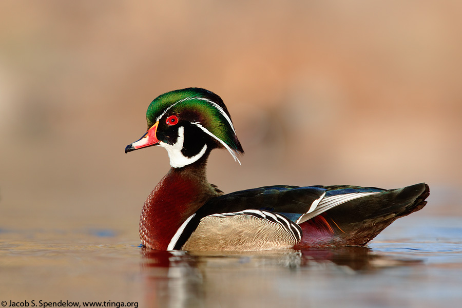 Wood Duck