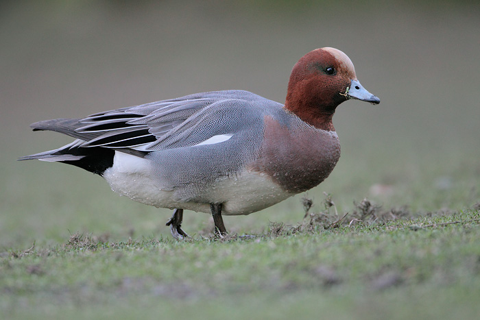 Eurasian Wigeon