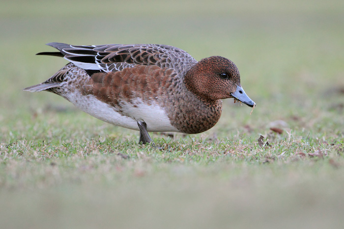 Eurasian Wigeon