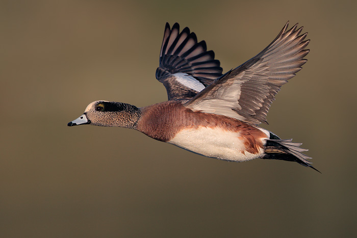 American Wigeon