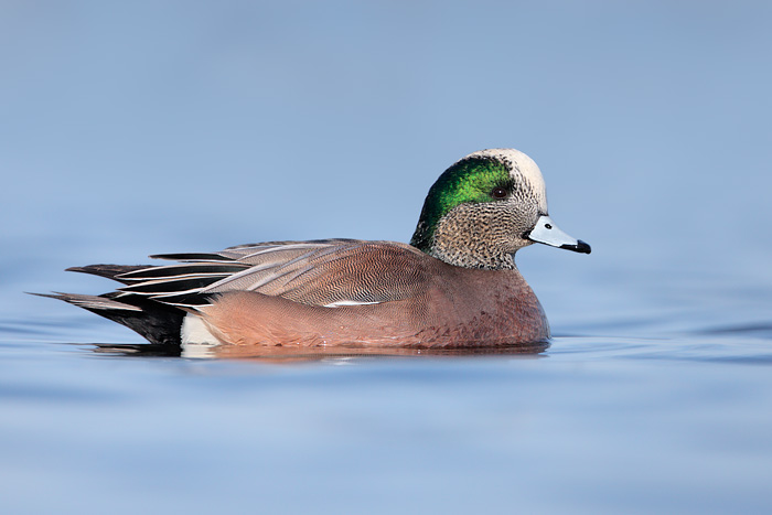 American Wigeon