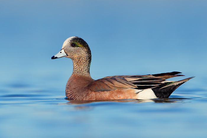 American Wigeon