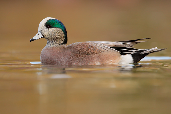 American Wigeon