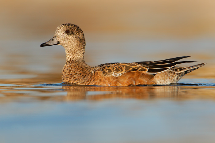 American Wigeon