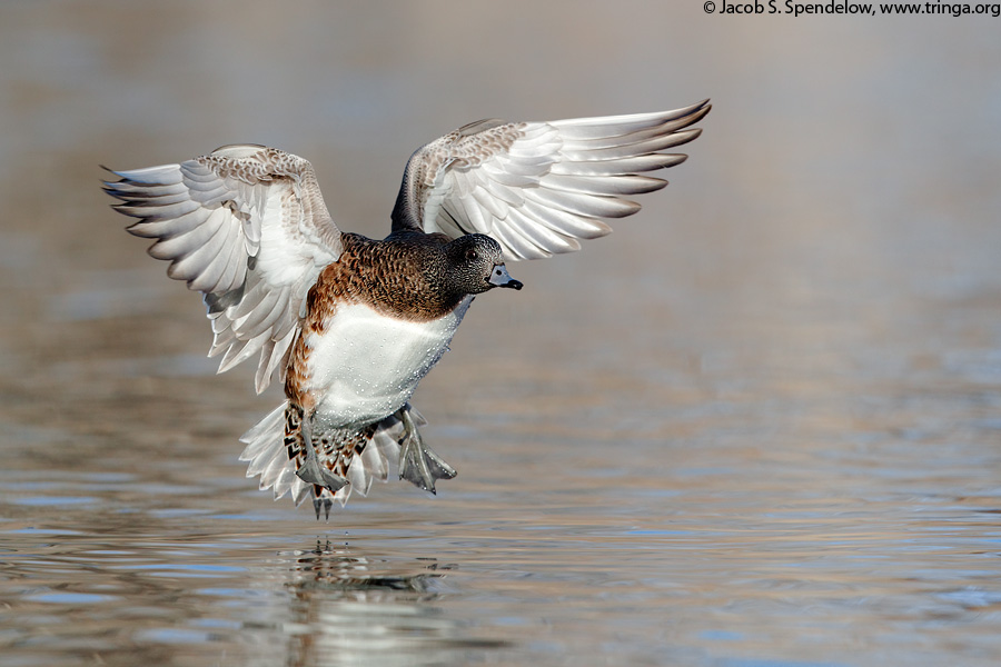 American Wigeon