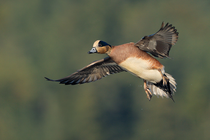 American Wigeon