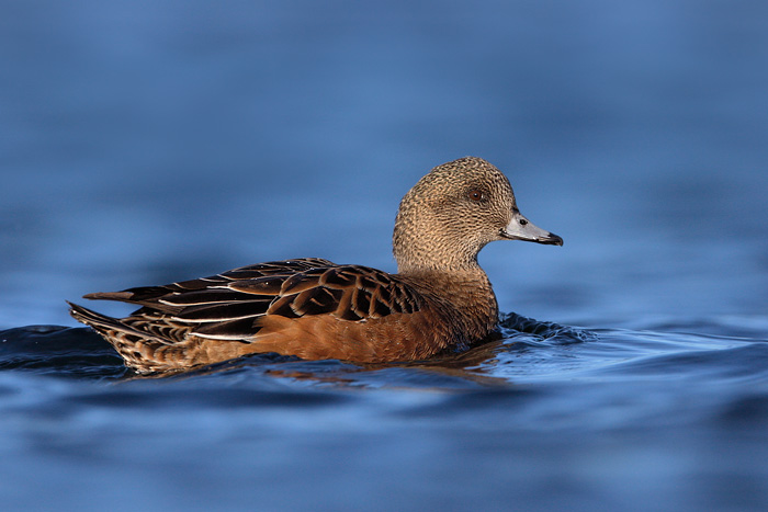 American Wigeon