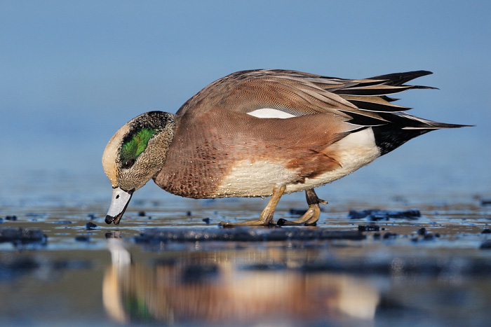 American Wigeon