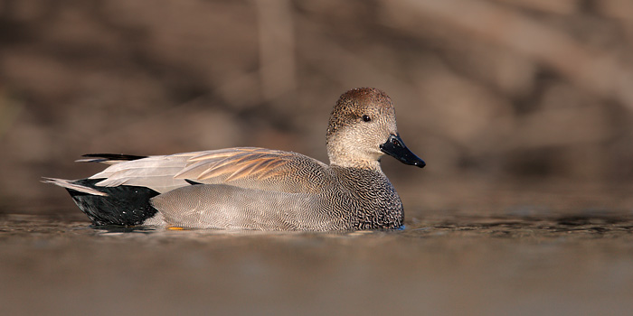 Gadwall