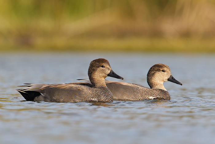 Gadwall