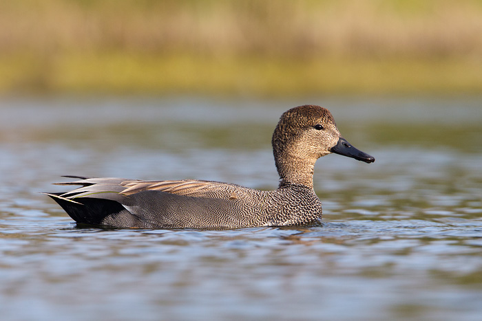 Gadwall