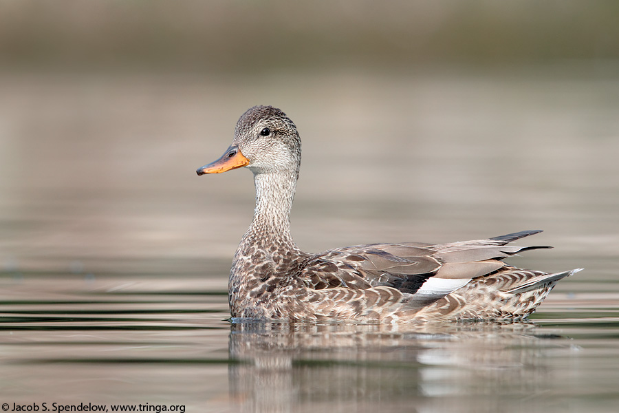 Gadwall