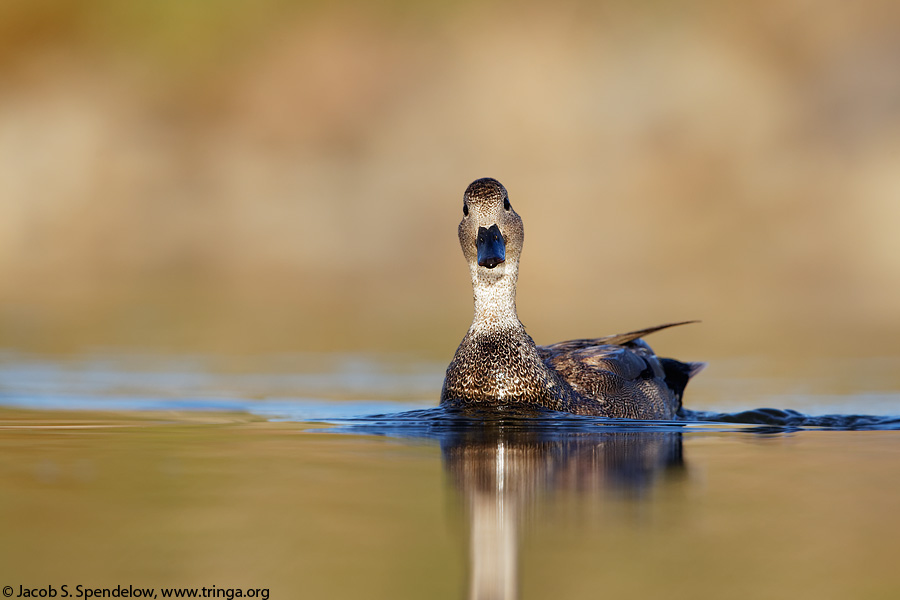 Gadwall