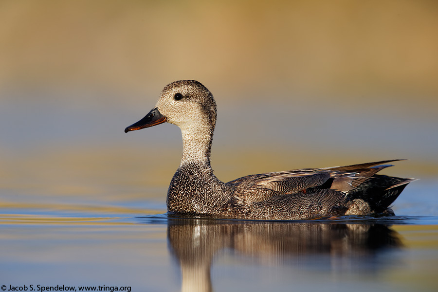 Gadwall