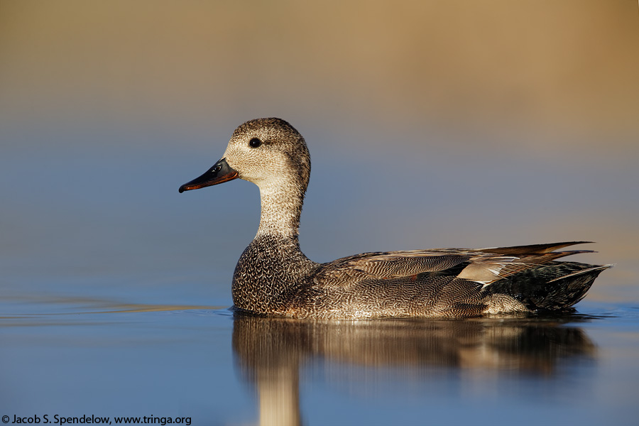 Gadwall