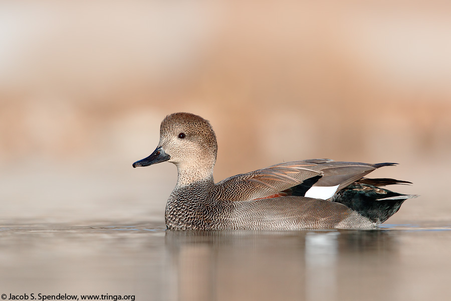 Gadwall