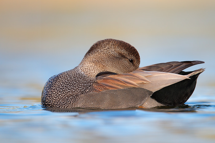 Gadwall