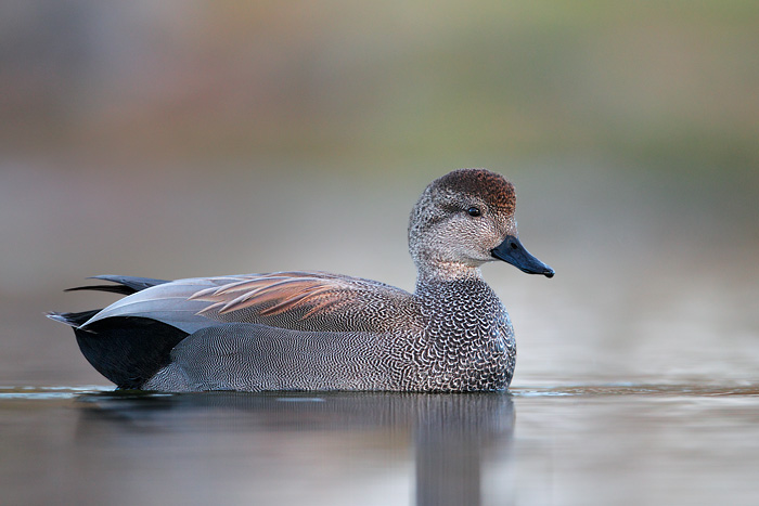 Gadwall