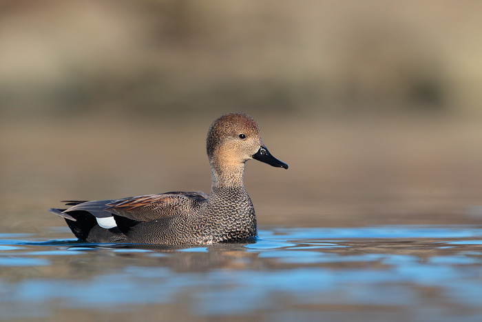 Gadwall