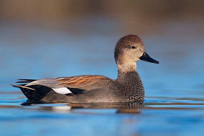 Gadwall