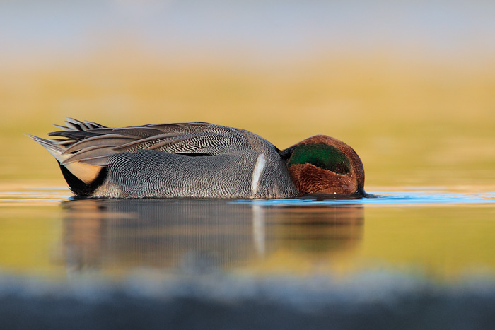 Green-winged Teal