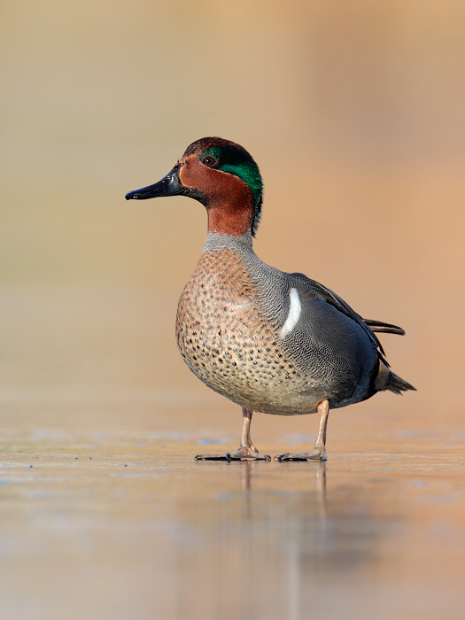 Green-winged Teal