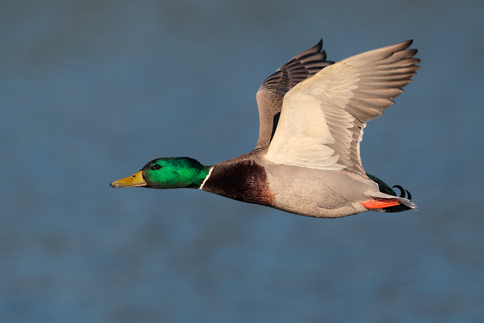 Mallard