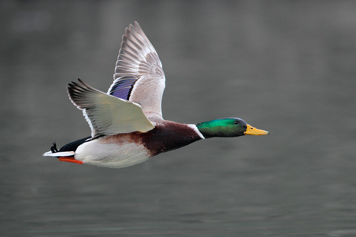 Mallard