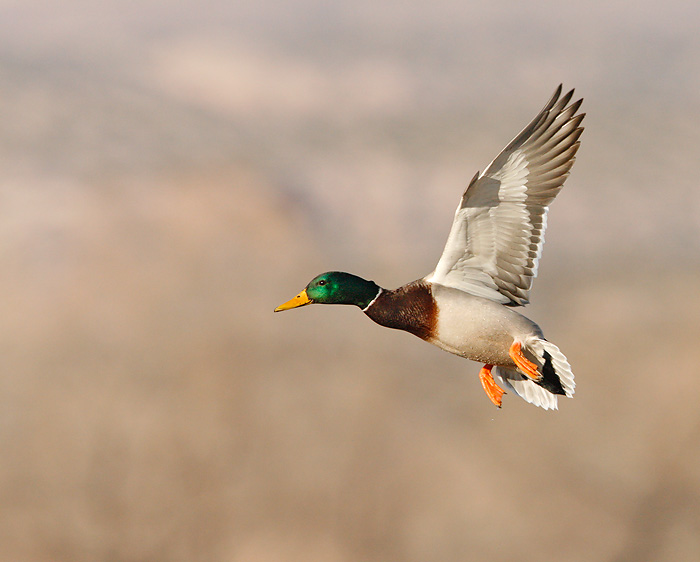 Mallard