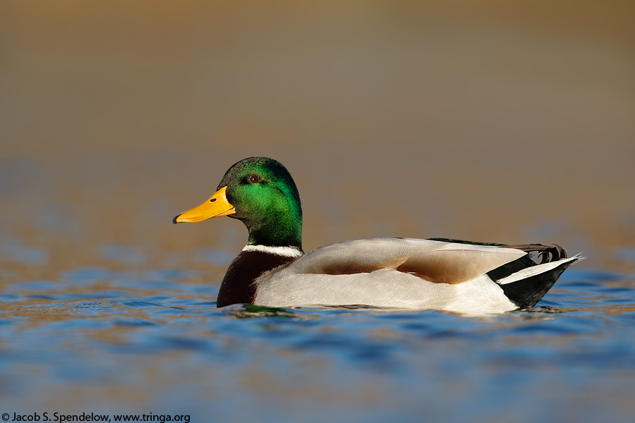 Mallard