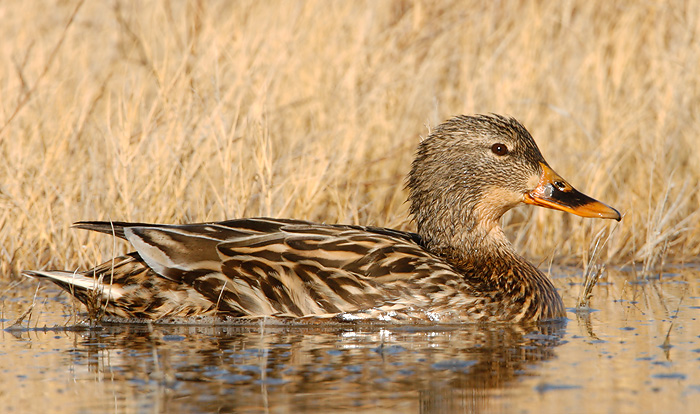 Mallard