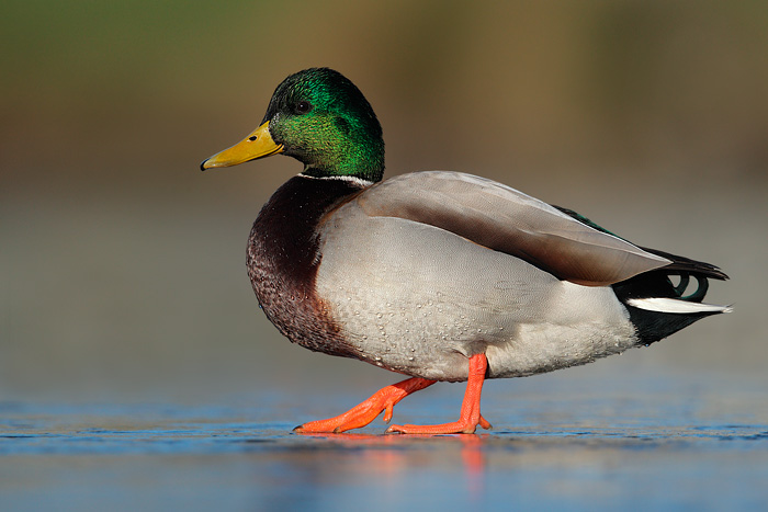 http://www.tringa.org/images/0374_Mallard_12-30-2010_5.jpg