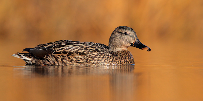 Mallard