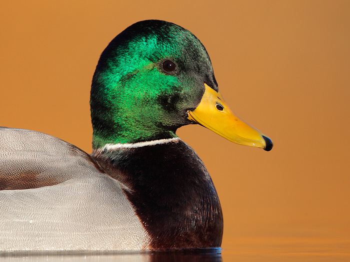 Mallard