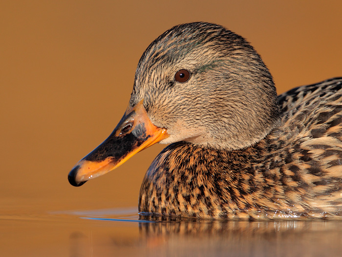 Mallard