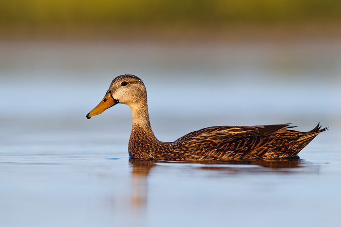 Mottled Duck