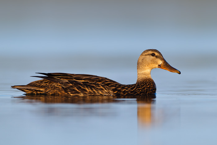 Mottled Duck