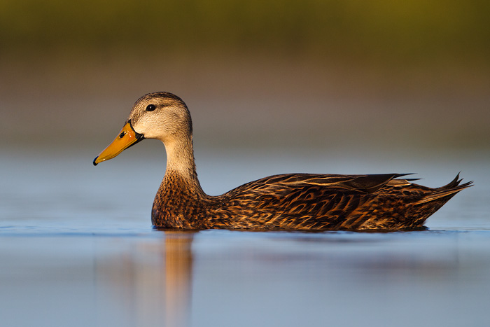 Mottled Duck