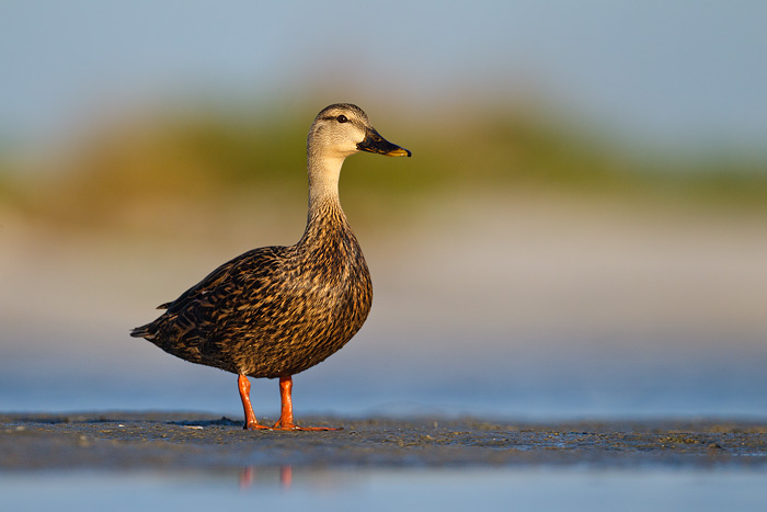 Mottled Duck