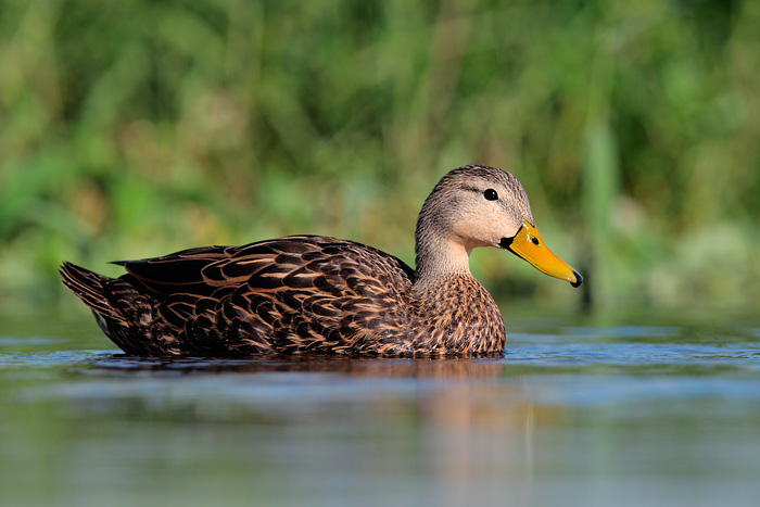 Mottled Duck